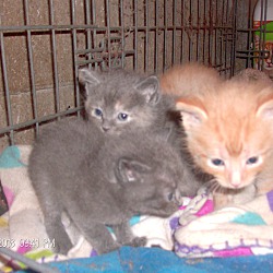Thumbnail photo of BLUE EYES AND KITTENS #2