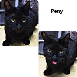 Thumbnail photo of Peny #4
