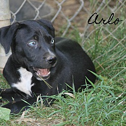 Thumbnail photo of Arlo~adopted! #1