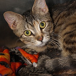 Thumbnail photo of Cersei (Spayed/Combo Tested) #4