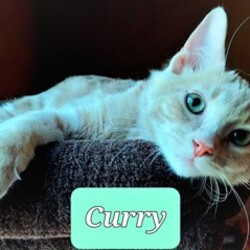 Photo of Curry