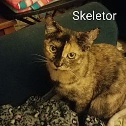 Thumbnail photo of Skeletor #2
