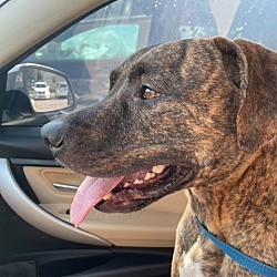 Photo of Astro