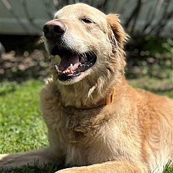 Photo of Cooper