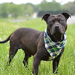 Photo of Bryce - Adoptable