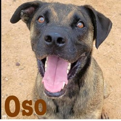 Thumbnail photo of Oso #3