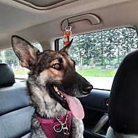 adopt-pet