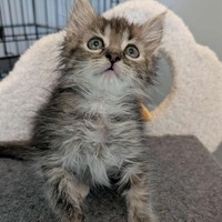 adopt-pet
