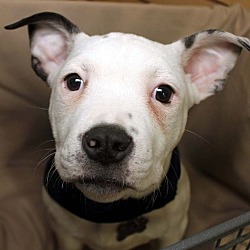 Thumbnail photo of Henry-Adopted! #1