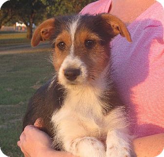 sheltie yorkie mix