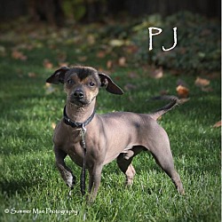 Thumbnail photo of PJ #1