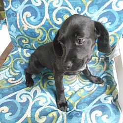 Thumbnail photo of Hayden - Female Puppy/Adopted! #1