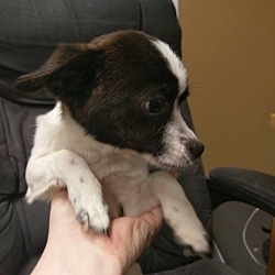 Thumbnail photo of Sparky #4