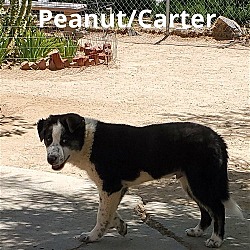 Thumbnail photo of Peanut aka Carter - adopted 10-8-22! #2