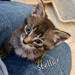 Photo of Stellar
