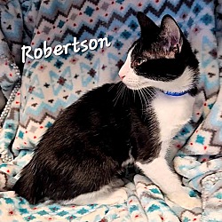 Thumbnail photo of Robertson #2