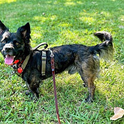 Dog for adoption - COOKIE!!, a French Bulldog in Citrus Heights, CA