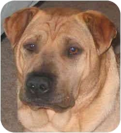 rhodesian ridgeback shar pei