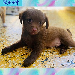 Thumbnail photo of Reef #2