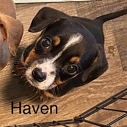 Thumbnail photo of Haven #3