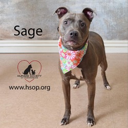 Thumbnail photo of Sage #2