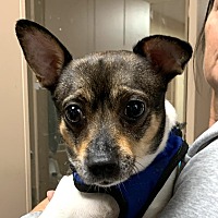 adopt a pet