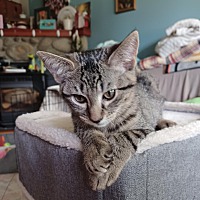 adopt a pet