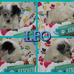 Thumbnail photo of Leo #2