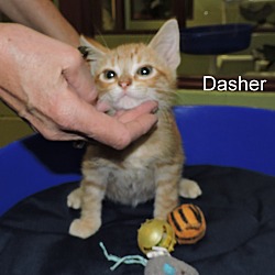Thumbnail photo of Dasher #2