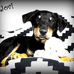 Thumbnail photo of Jovi~adopted! #3