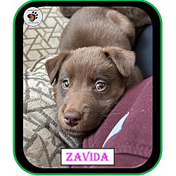 Thumbnail photo of Zavida - Coffee Litter #2