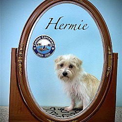 Thumbnail photo of Hermie #1