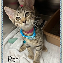 Thumbnail photo of RONI #4