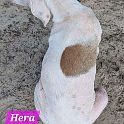 Thumbnail photo of Hera #2