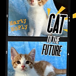 Thumbnail photo of Marty CatFly #2