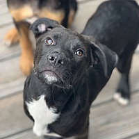 adopt a pet