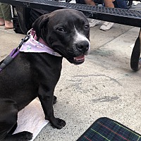 adopt a pet