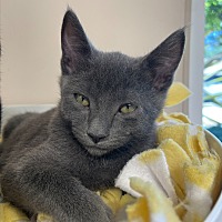 adopt a pet