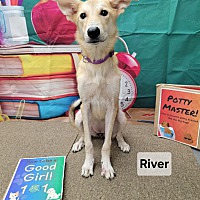 adopt a pet