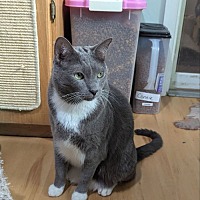 adopt a pet