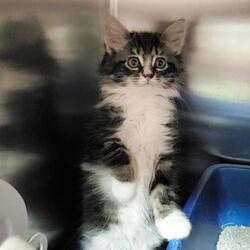 Raleigh Nc Maine Coon Meet Chester A Pet For Adoption