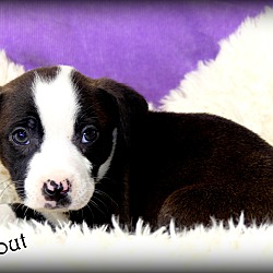 Thumbnail photo of Scout~adopted! #3