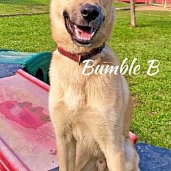 Thumbnail photo of Bumble B #4