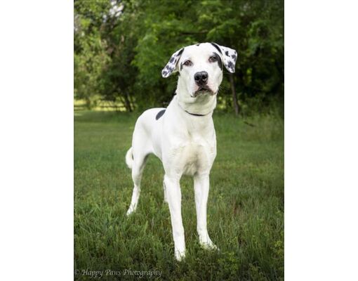 Upper Marlboro, MD - Great Dane. Meet *ELLA a Pet for Adoption ...