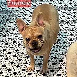 Thumbnail photo of Frannie #1