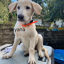 Thumbnail photo of Bryana (12wk PUPPY) #3