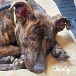 Thumbnail photo of Dainty #1