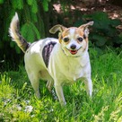 Adopt A Pet :: Petunia - Versailles, KY