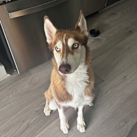 adopt a pet