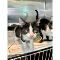 adopt-pet